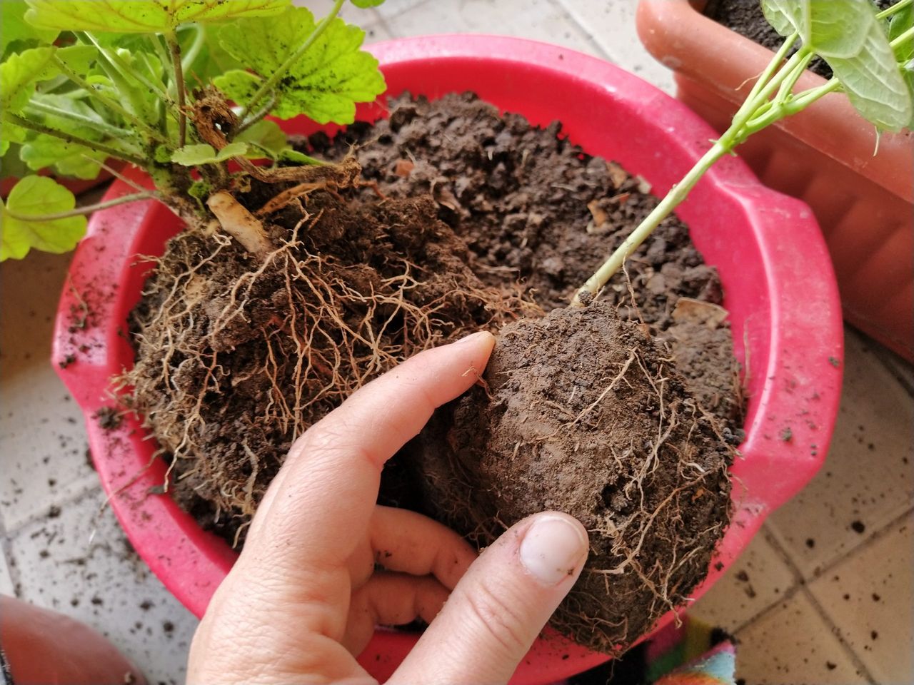 Geranium transplant at home. Female hands work with soil, tools and flower pots. Spring work on the balcony or terrace. Home floriculture and crop production. Green leaves and roots of pelargonium.