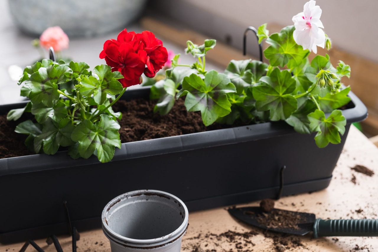 Beautiful blooming geraniums were transplanted into pots. Cozy summer balcony with many potted plants.