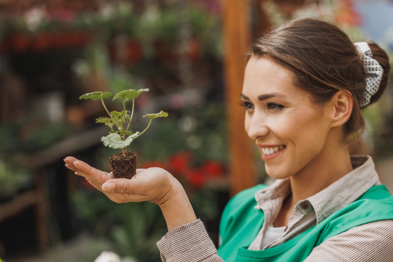 Portrait of a smiling woman entrepreneur holding a growing plant of Pelargonium in a flower greenhouse.