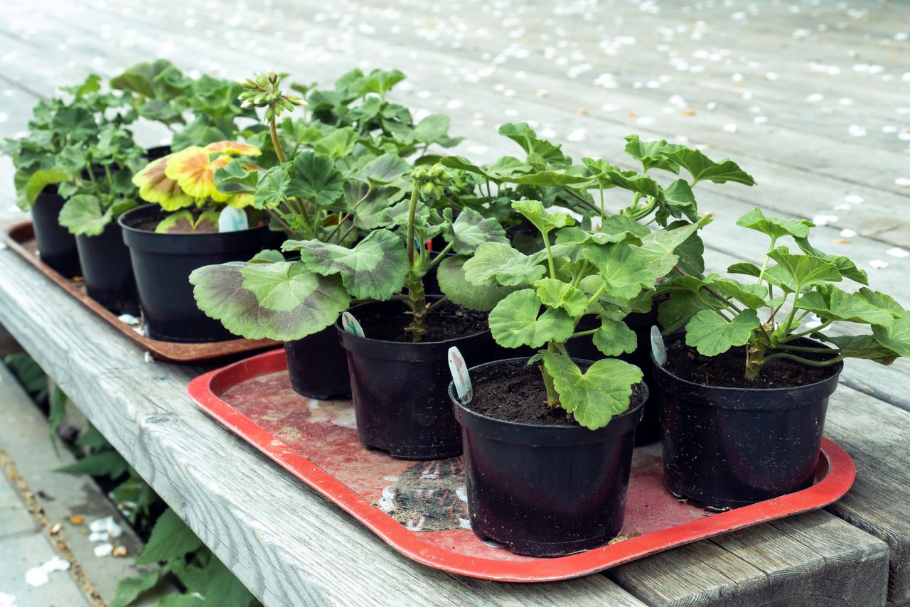 Plastic black pots with seedlings of geranium pelargonium flowers on red trays on wooden terrace on spring day. Preparing plants for planting or selling