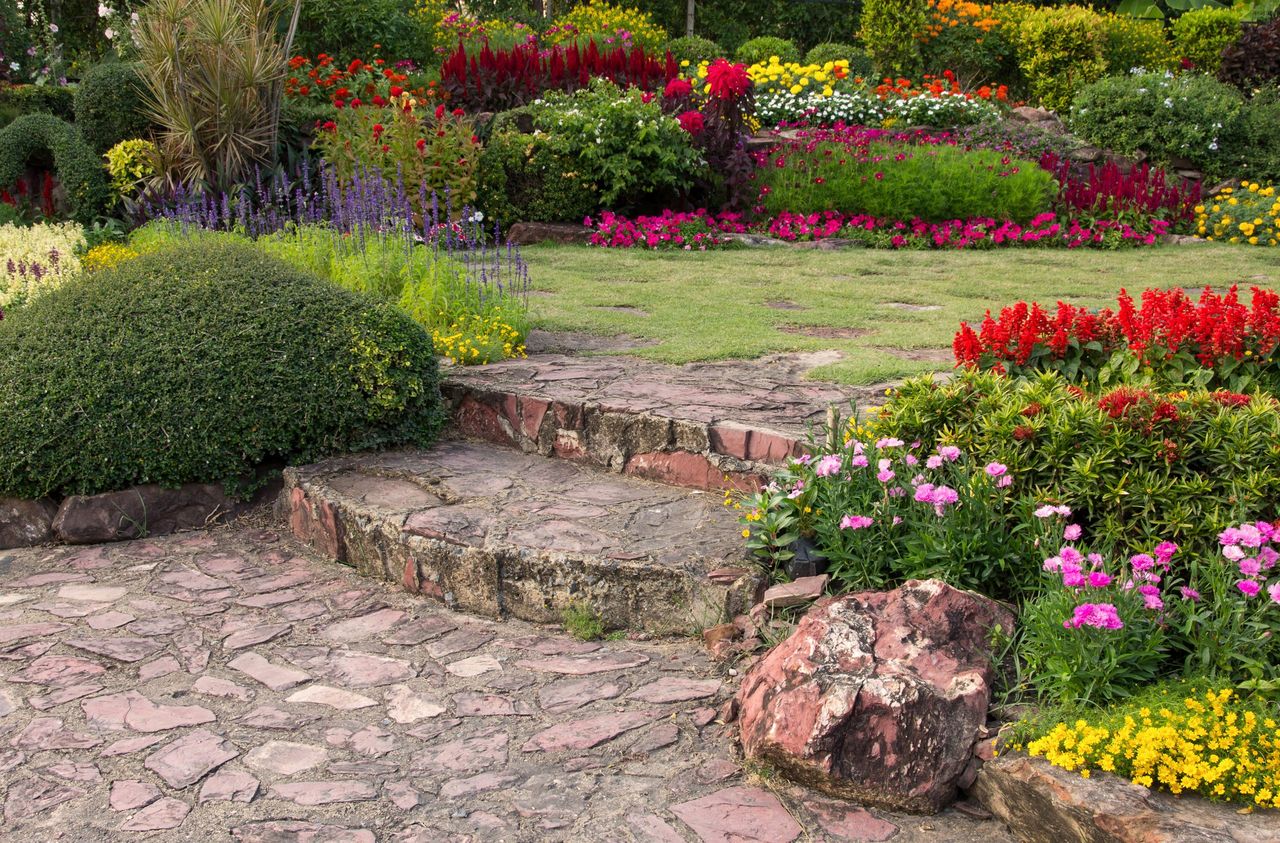 colorful flower in the garden