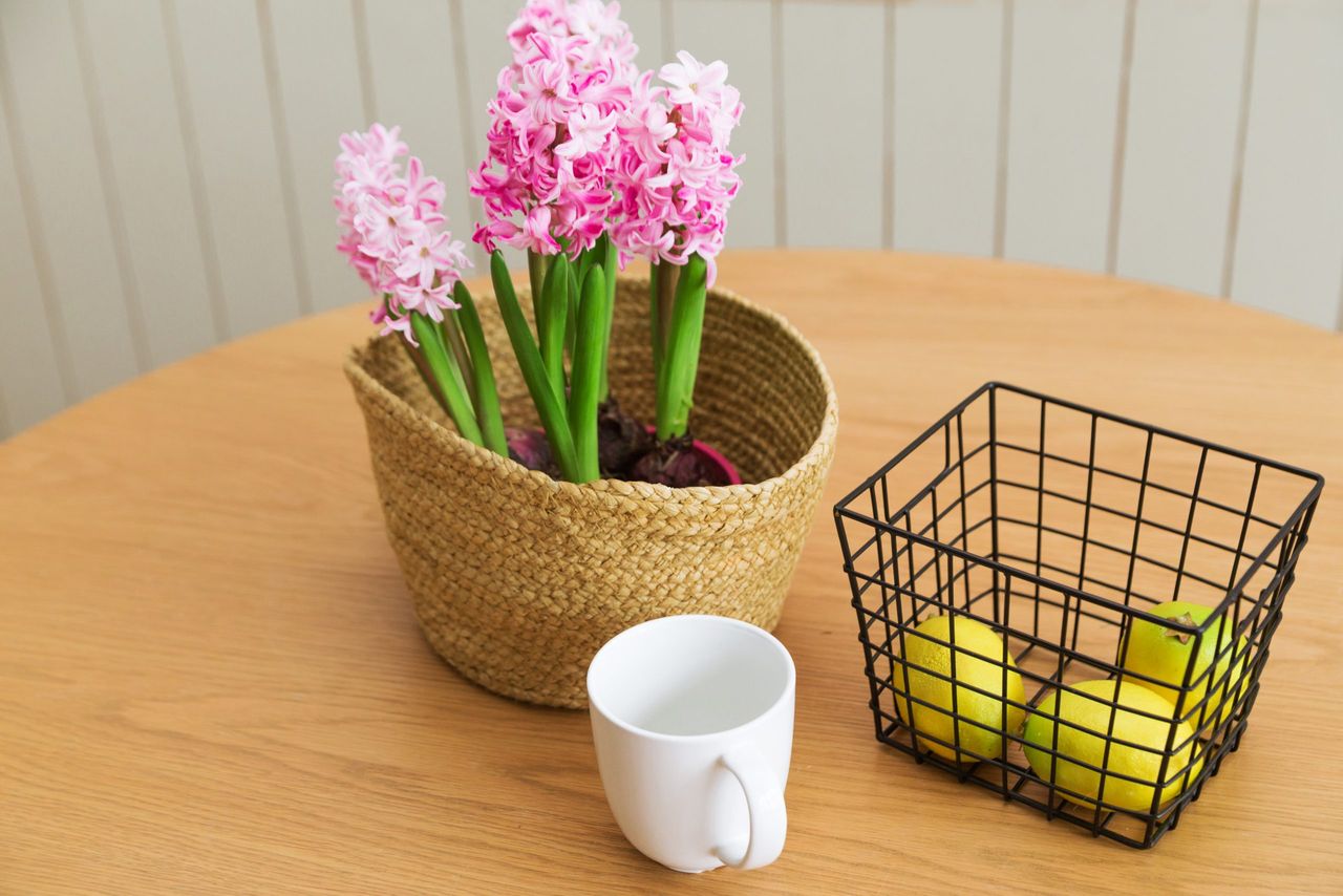 On a wooden table are a vase with hyacinth, lemons in a metal basket and a white cup. Home comfort concept. Photo