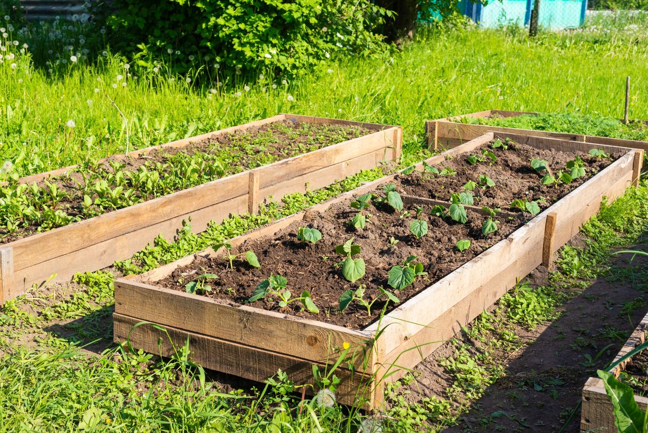 Beds with cultivated vegetables in a rustic vegetable garden.