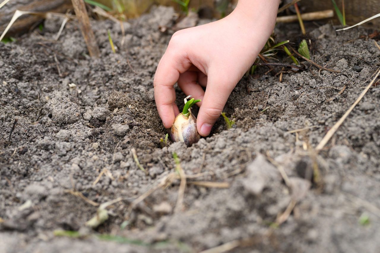 a kids hand planting a sprouted seed of garlic in a garden bed with soil in spring