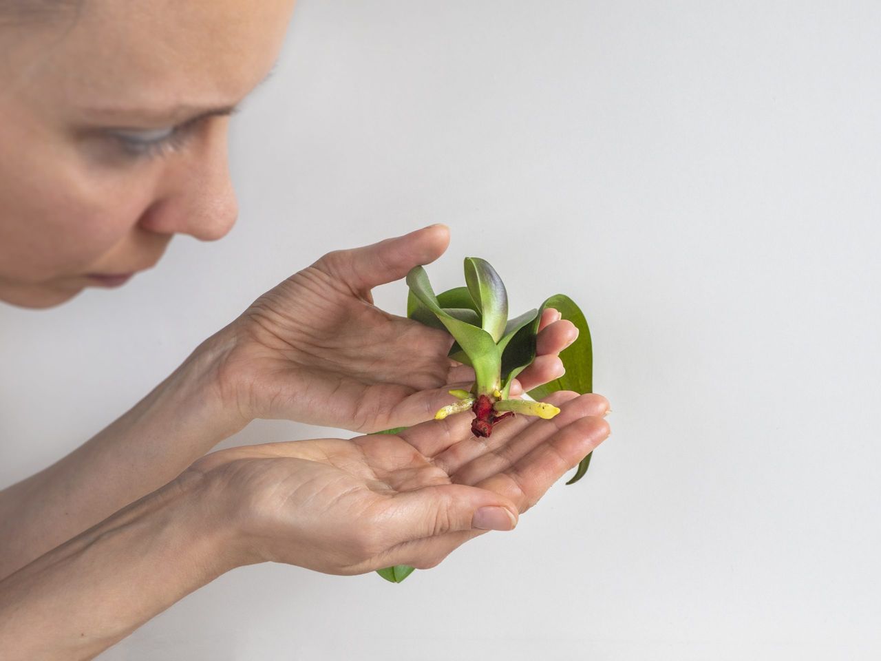 The growing young roots of an orchid seedling in the hands on a white background. Resuscitation of orchids. Home floriculture.