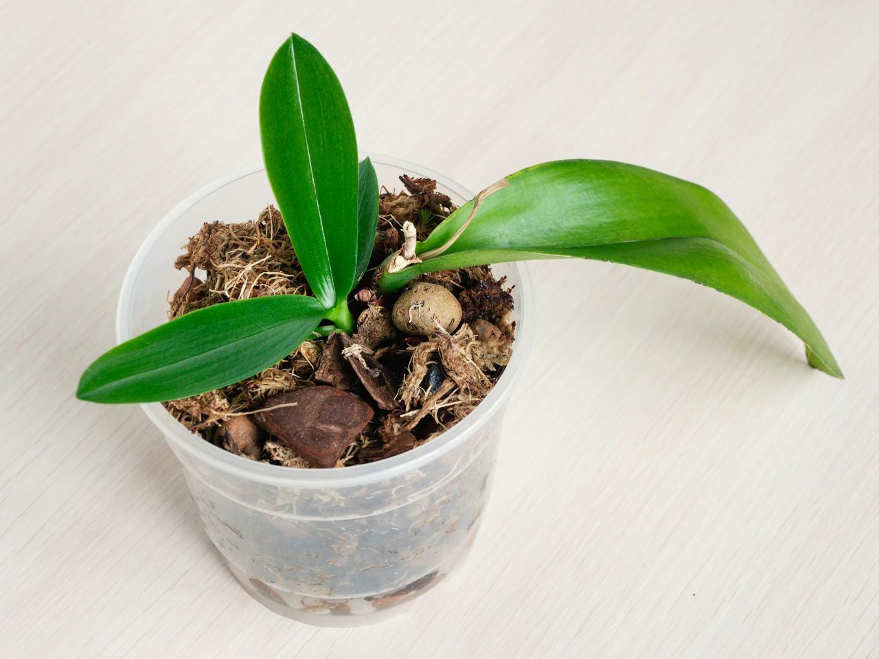 Selective focus. Young orchid sprout in pot. Small young phalaenopsis orchid in pot. Home gardening, orchid breeding. Top view.