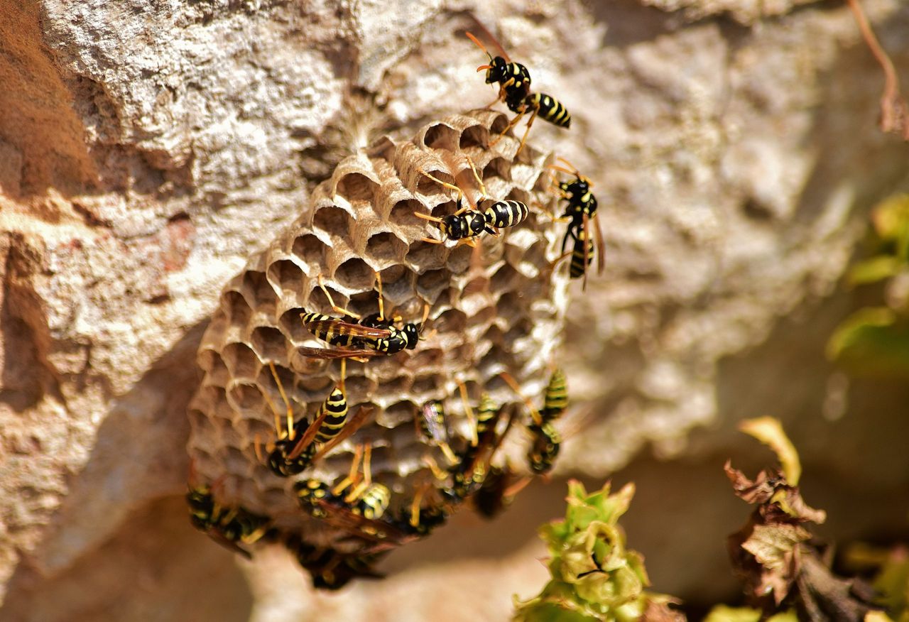 A closeup shot of bees on paper wasp nest