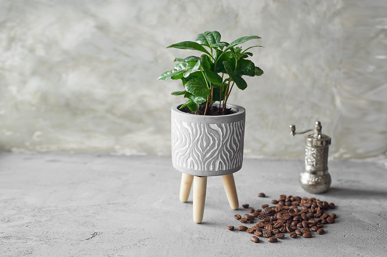 Coffee tree on a gray concrete background. Coffee and a mill for grinding beans.