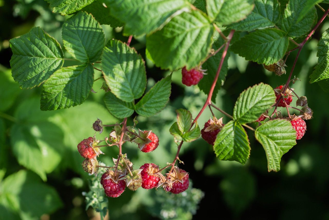 Red ripe raspberries grow on a branch in the garden