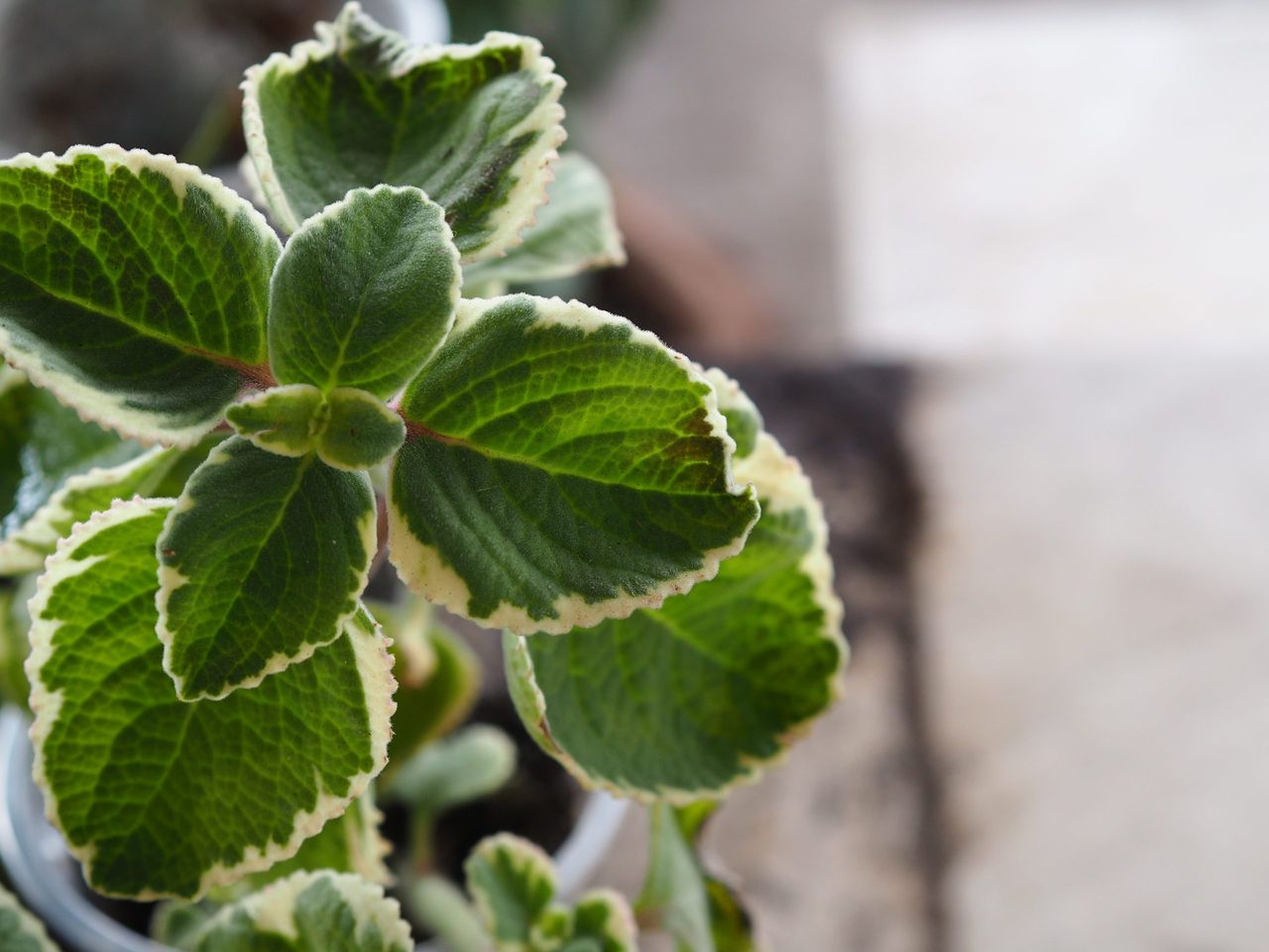 Indian borage, Country borage, Oreille, Oregano Plectranthus amboinicus (Lour.) Spreng. Coleus amboinicus Lour., Coleus aromaticus Benth. LAMIACEAE