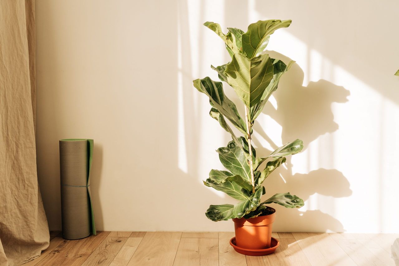 Ficus lirata in wickr pot on wooden table. Minimal. Front view. copy space.