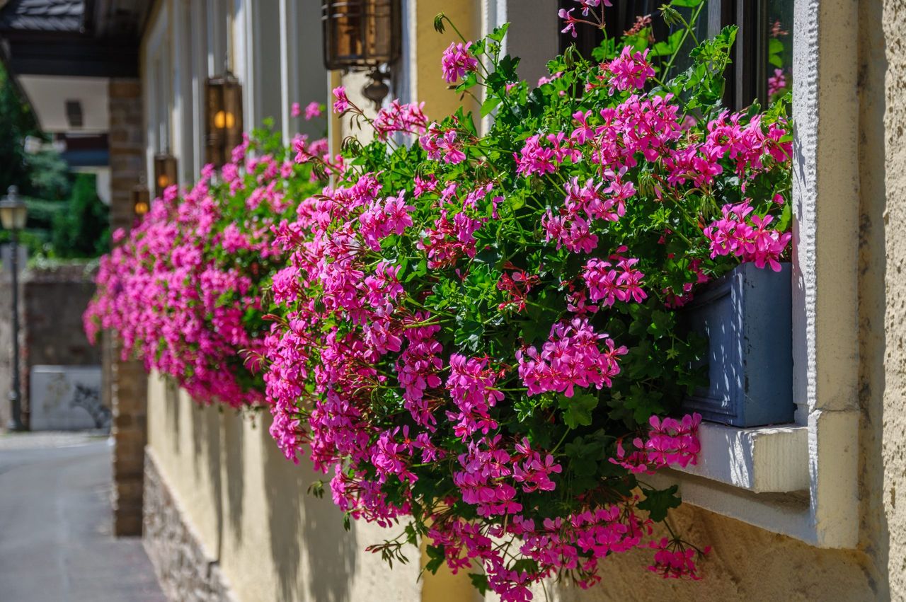 pelargonie kaskadowe fot. getty images