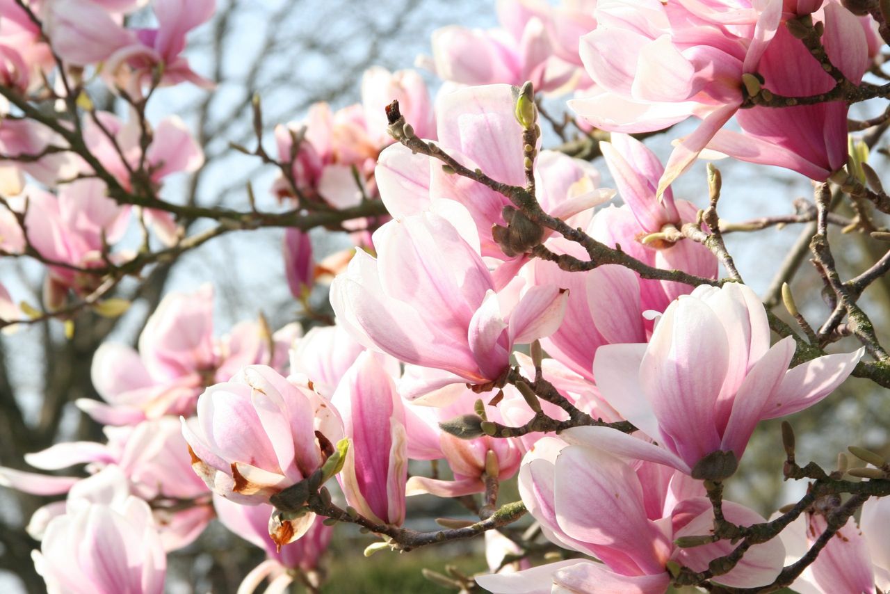 dlaczego magnolia nie kwitnie, fot. gettyimages