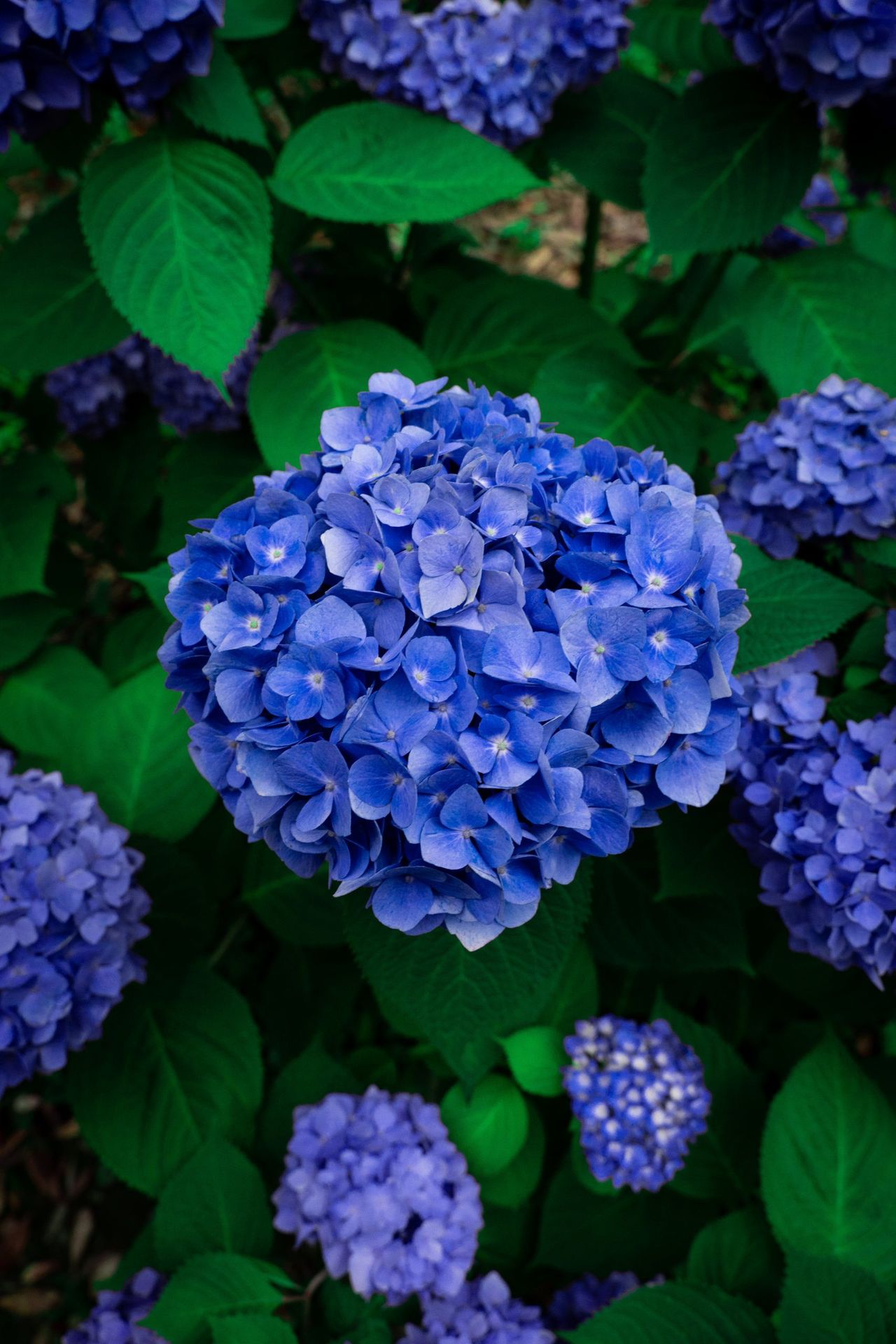 A vertical shot of blue hydrangea flowers in a garden