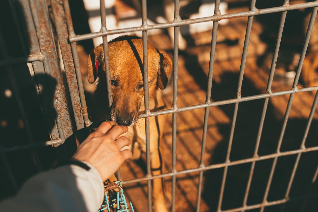 Photo of a sad dog and a hand touching it through bars at a shelter.