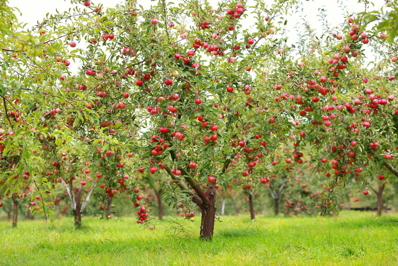Trees with red apples in an orchard.