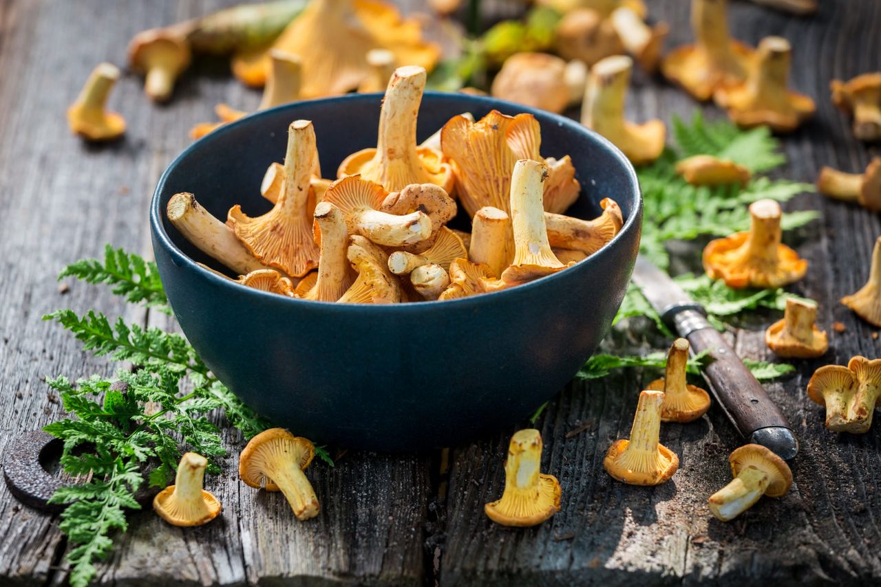 Wild chanterelle mushrooms full of flavour and aromatic