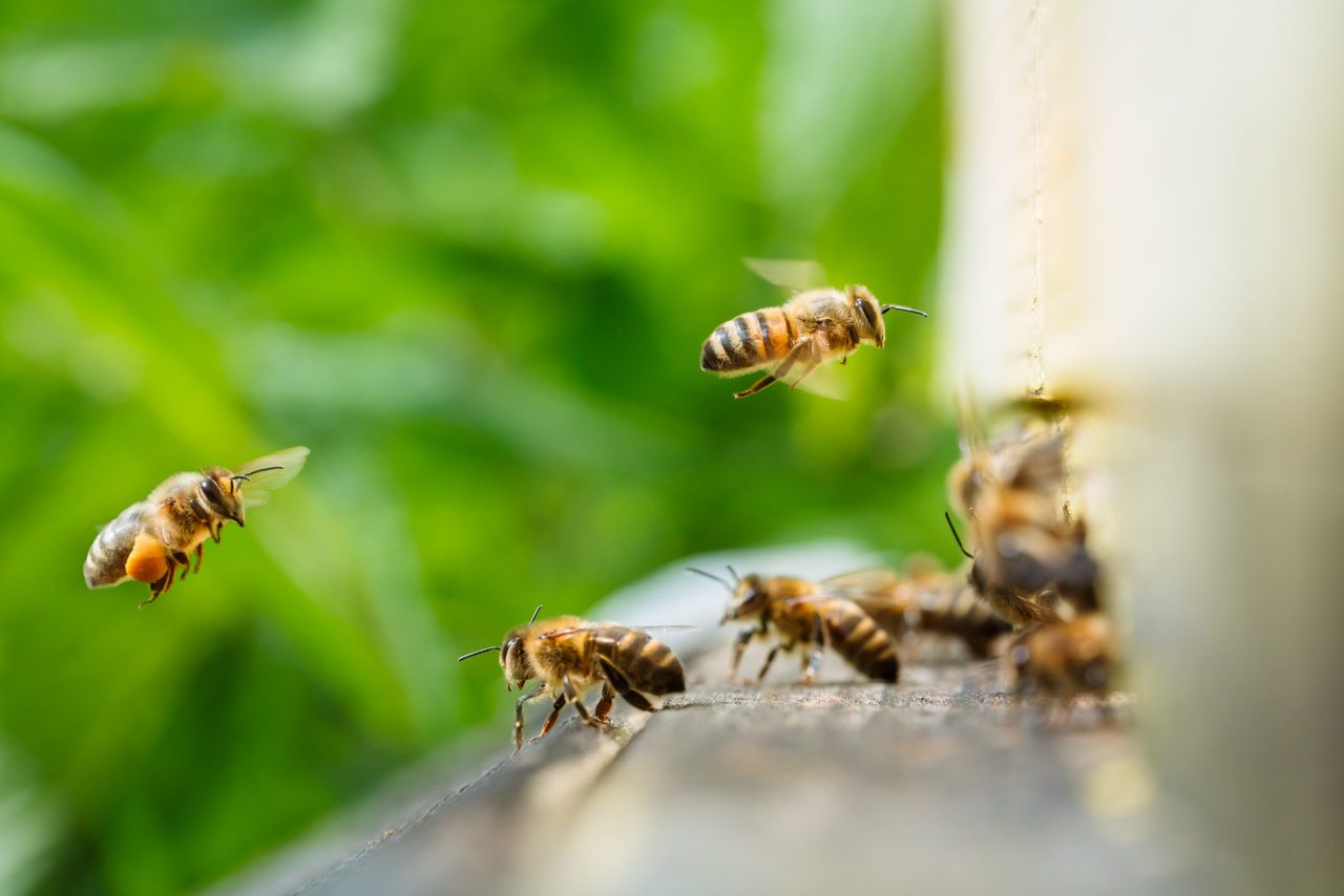 Macro slow motion video of working bees on a honeycomb. Beekeeping and honey production image.