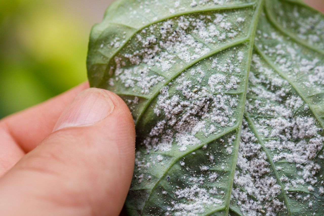 Insect pests, aphid, on the shoots and fruits of plants, Spider mite on flowers. Pepper leaves attacked by malicious insects