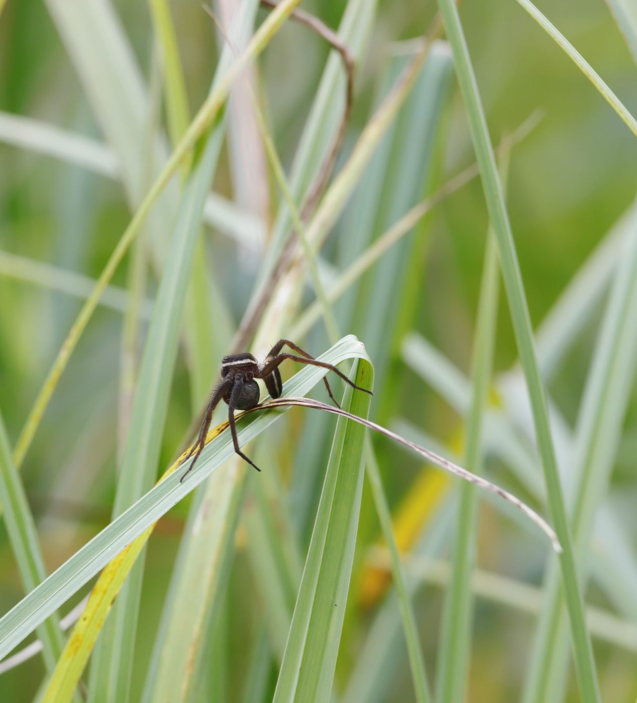 The raft spider, scientific name Dolomedes plantarius, is a large semi-aquatic spider of the family Pisauridae found throughout north-western and central Europe. It is one of only two species of the genus Dolomedes found in Europe, the other being the slightly smaller Dolomedes fimbriatus.
Habitat:
The great raft spider, as with most other Dolomedes species, is a semi-aquatic spider. It inhabits lowland fen and grazing marsh areas and is dependent on the presence of standing or slow moving neutral to alkaline water. Within these areas it can be found on the margins of pools or ditches. Emergent vegetation is highly important for use as perches for hunting and basking and to support nursery webs. As a warmth loving species they avoid areas where water surfaces are shaded. 
If successful copulation takes place, the female will carry her fertilised egg sac around with her, before placing the egg sac inside a silken nursery tent that she has made. The female will then guard the nursery until the spiderlings are ready to disperse into the surrounding habitat. 
In the Netherlands the Species occurs in the Lower Marshes of West Netherlands, in the Northern Part of Overijssel and Peat Meadows in Friesland. They are mostly seen in dense fields of Water Soldier.
Distribution:
Populations of the great raft spider are found throughout Europe and Russia, in Austria, Belarus, Belgium, Bulgaria, Czech Republic, Denmark, Estonia, Finland, France, Georgia (country), Germany, Hungary, Italy, Latvia, Lithuania, Norway, the Netherlands, Poland, Romania, Serbia, Slovakia, Sweden, Switzerland and the United Kingdom (source Wikipedia).

This Picture is made in the Weerribben (Overijssel, the Netherlands) in begin of September 2018.