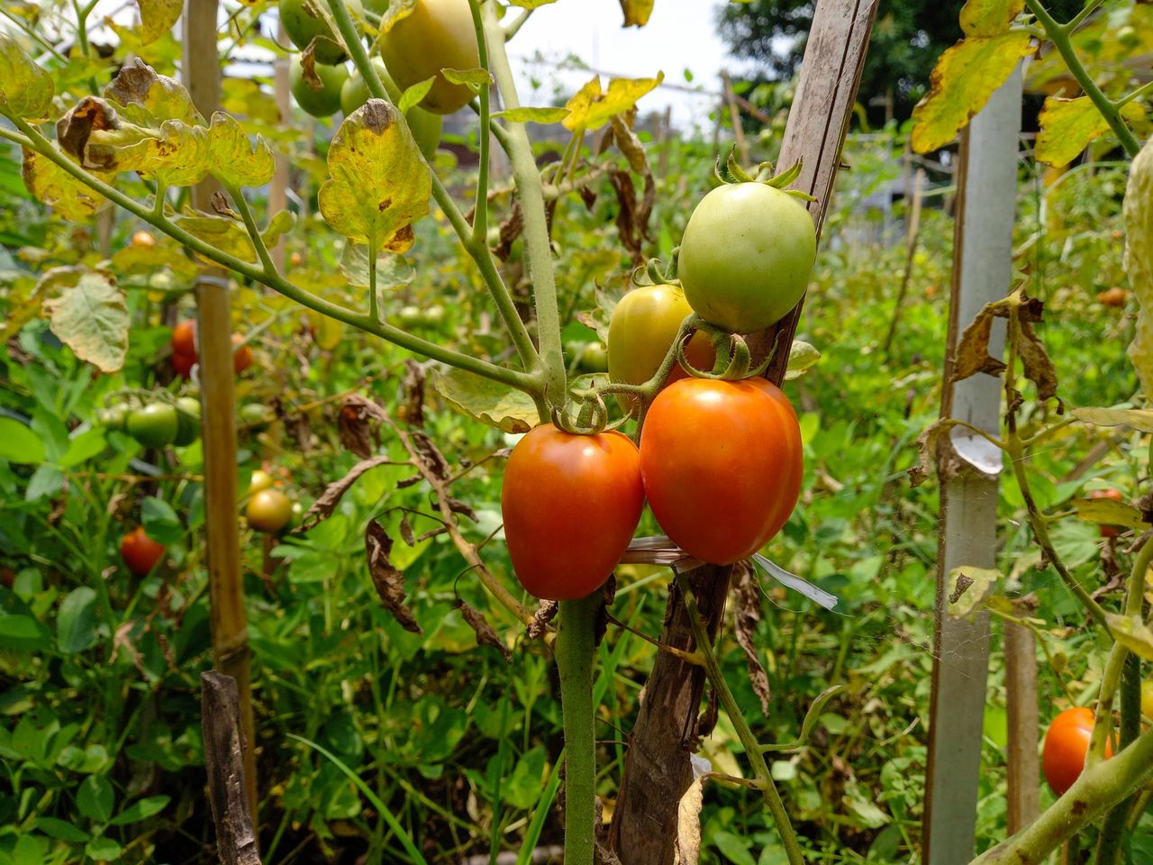 Ripe red tomatoes are on a background of green leaves, hanging on a tomato tree vine in the garden.