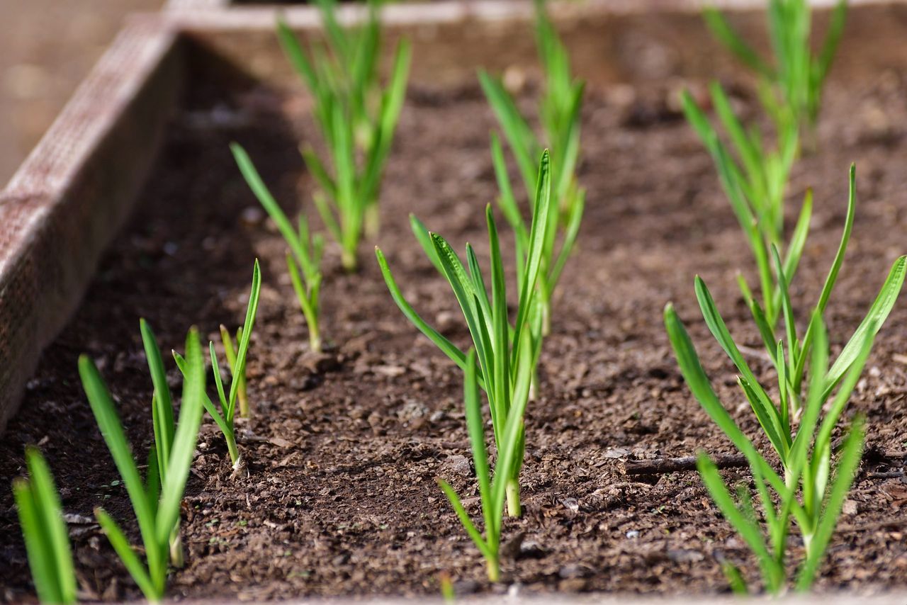 Sprouted garlic in raised garden beds grown as winter crop