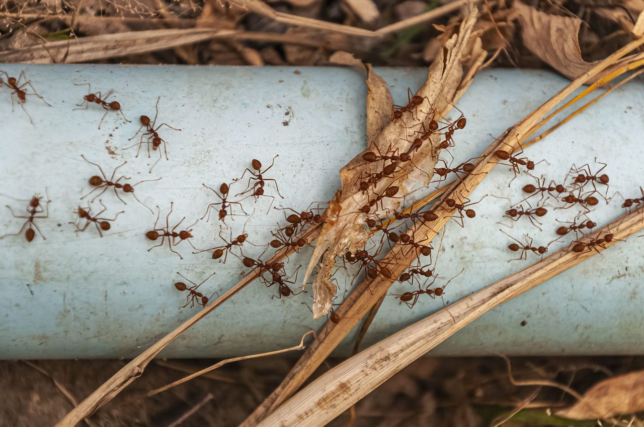 An overhead shot of red ants on the steel blue pipe taken next to Doi Tao Lake, Thailand, Asia