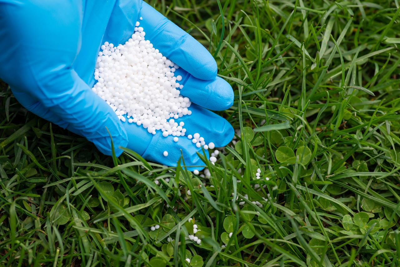 Fertilizing lawn with nitrates concept. Close up of hand spreading granular nitrogen fertilizer on the grass lawn