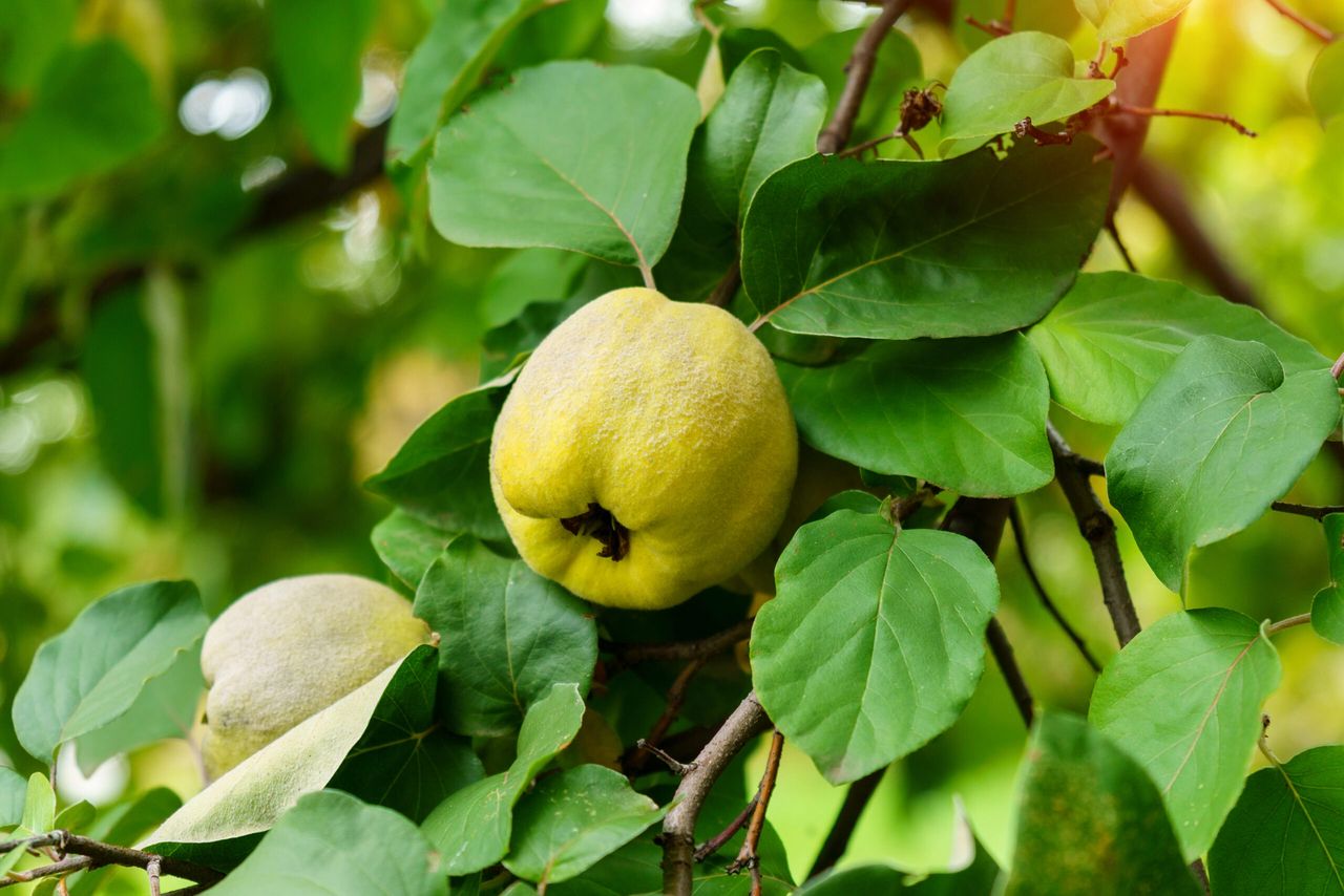 Quince fruits grow on quince tree with green foliage in autumn garden. Ripe quinces, close up
