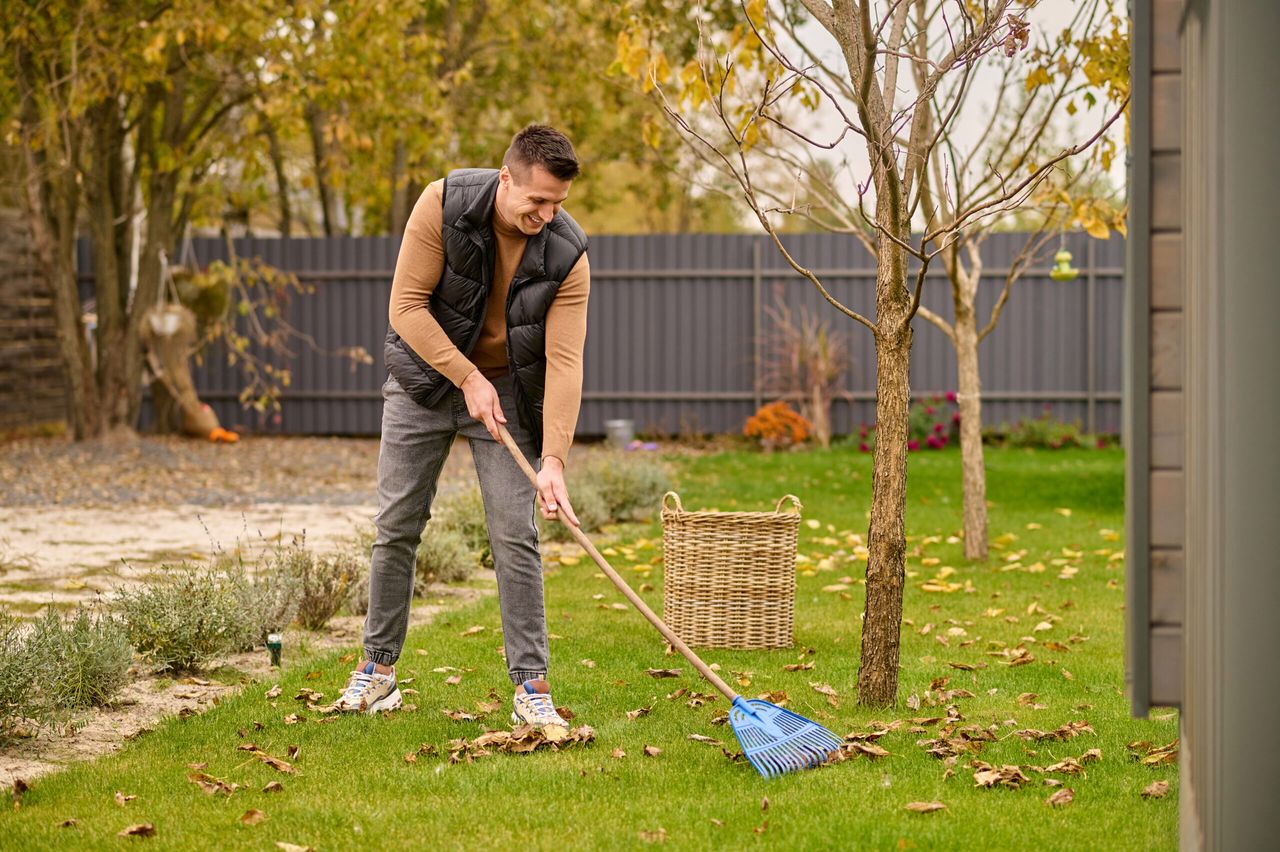 Good mood. Joyful young adult caucasian man in sweater vest and jeans raking leaves with garden tools on green grass in garden near house