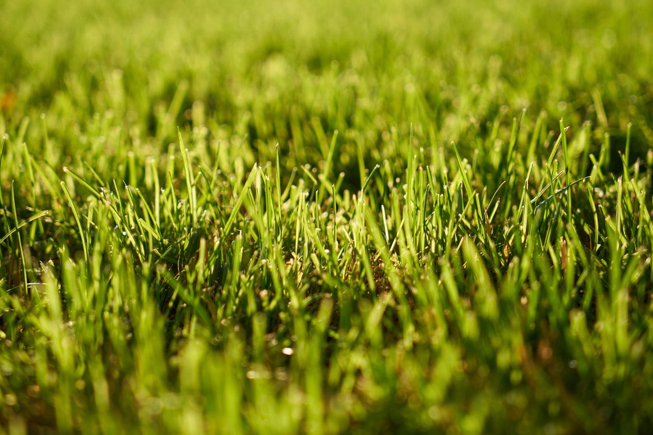 Green Grass Texture