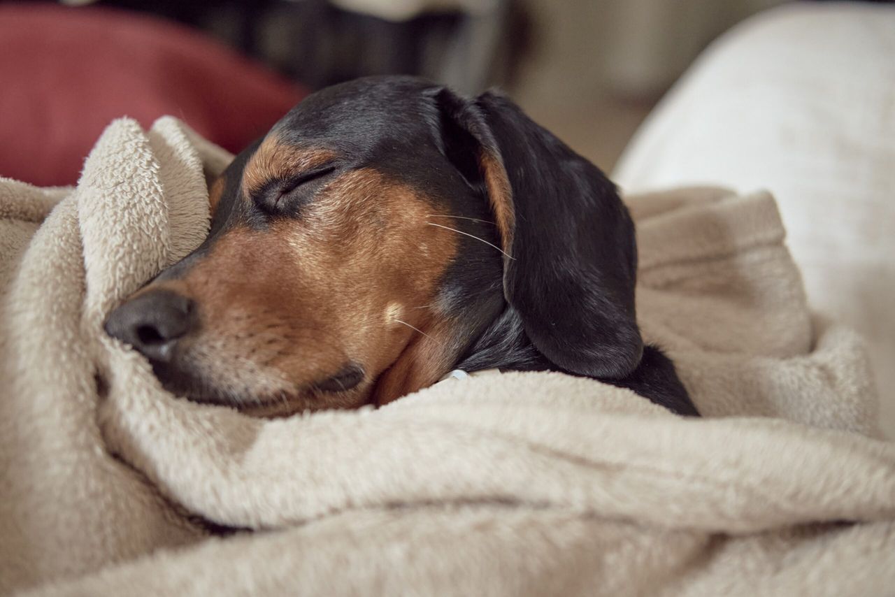 A Greek hound dog sleeping comfortably tucked under a towel