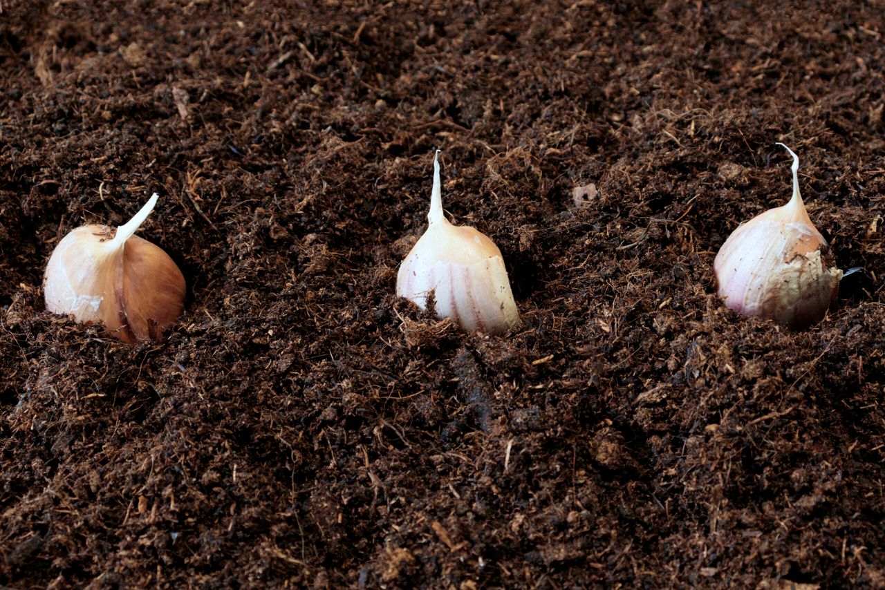 garlic. The garlic is buried in the ground. Lots of garlic, macro photo of vegetables. Healthy vegetables growing in the garden. Lots of black earth.