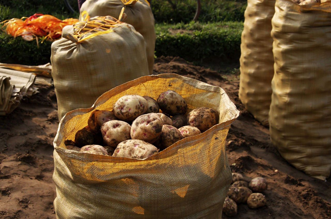 Jak przechowywać ziemniaki w domu, by długo były świeże? fot. Freepik