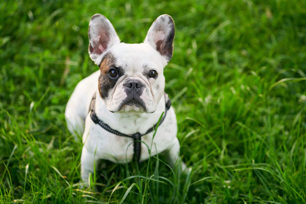 Top view of lovely white and brown french bulldog wearing leash sitting on green fresh grass outdoors. Cute domestic breed pet looking at camera, enjoying walk in park in summer day.