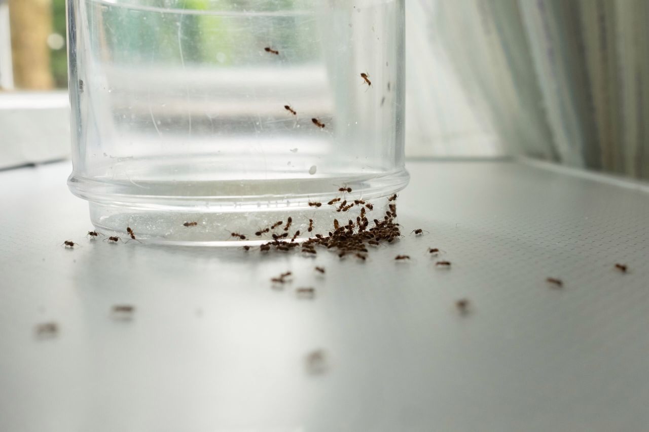 Kreda szkolna na mrówki to idealny odstraszacz, fot. freepik