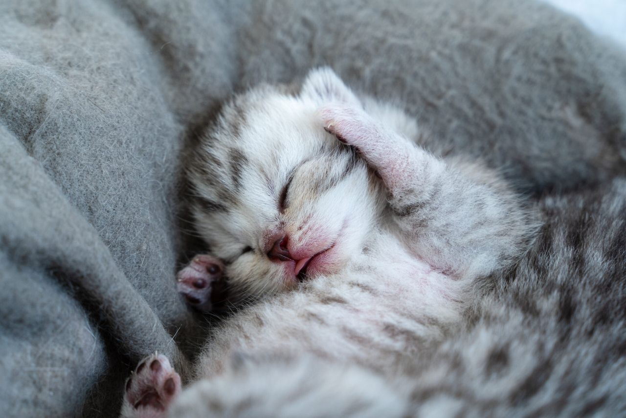 a little cat baby lies in her bed on his back and sleeps. She hold his paw besides his head. The citty is white and grey.