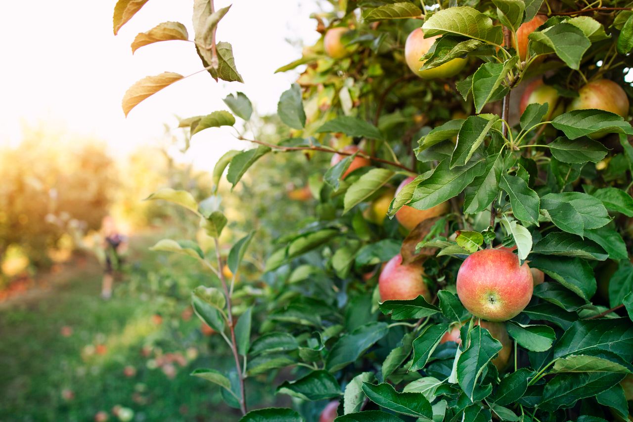 Apple orchard.