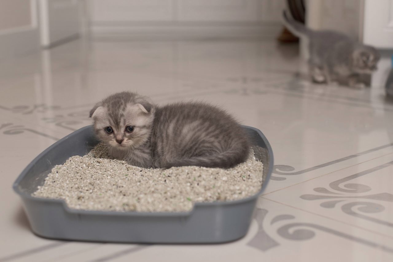 Cute little grey scottish kitten inside the the litter, and relieving doing its toilet pees or shit.