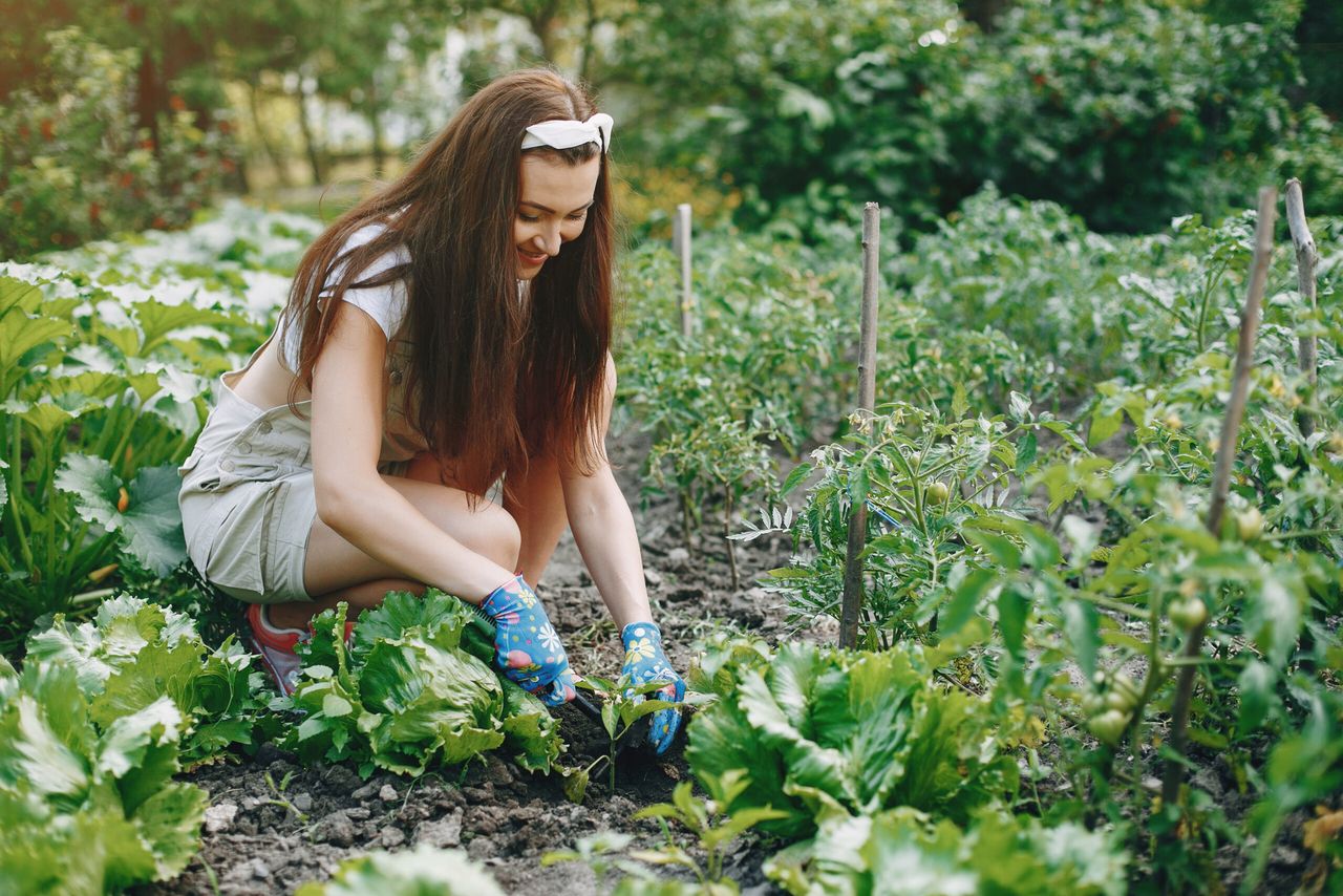 Woman works in a garden. Lady in a blue gloves