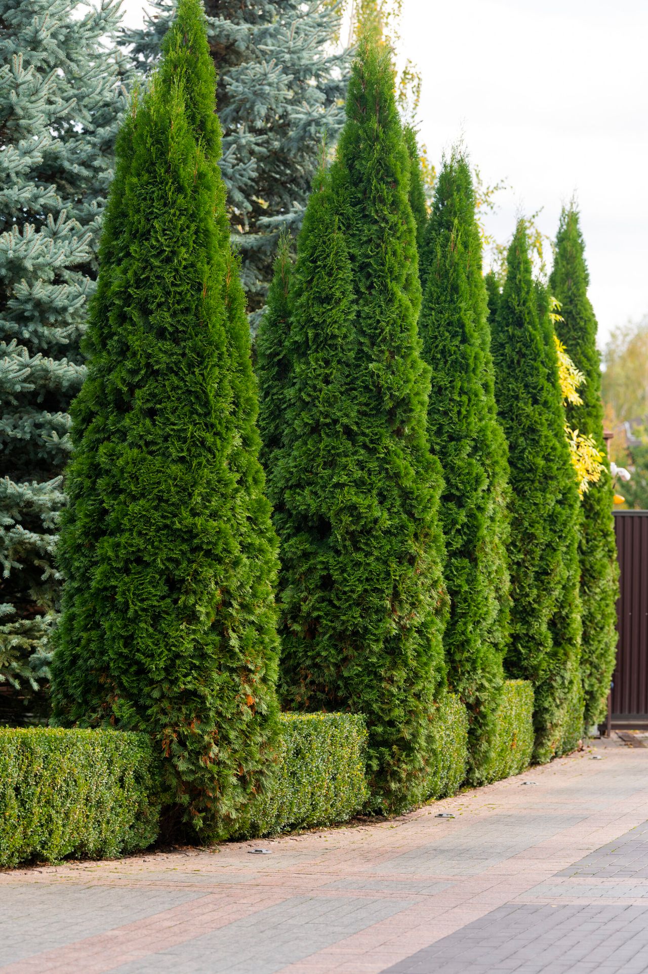 evergreen bushes and shrubs in landscape design, green spaces, juniper, cypress, boxwood, pine