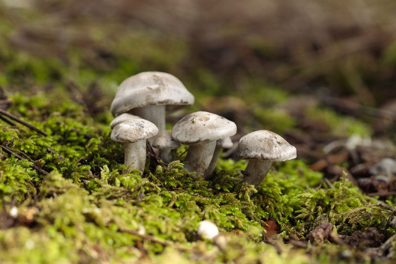 Tuft of Atractosporocybe inornata fungus growing in moss in pine needle litter in autumn. Buskett, Malta, Mediterranean