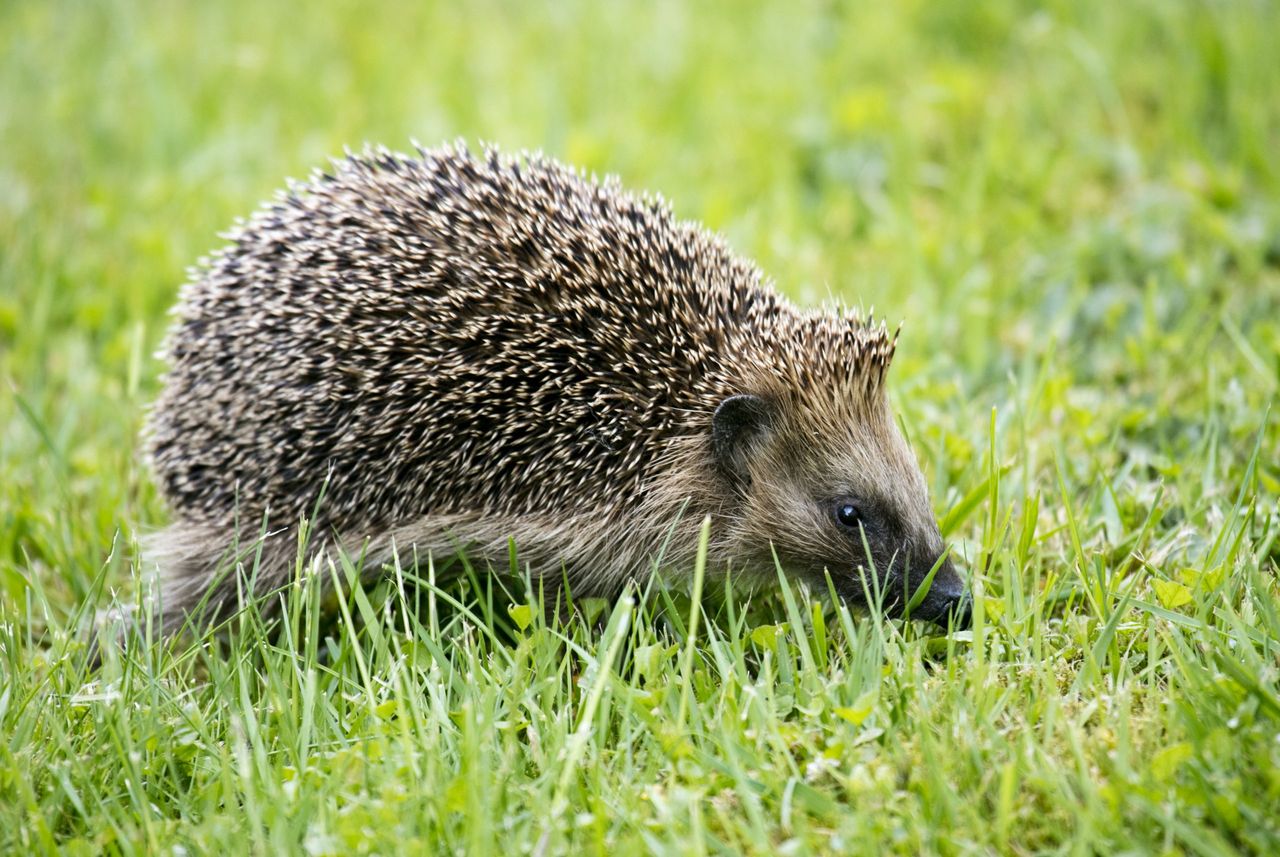 A closeup shot of a cute hedgehog walking on the green grass