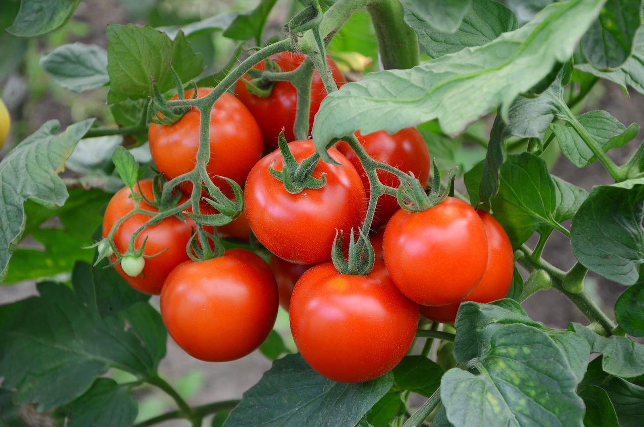 red tomatoes on a branch