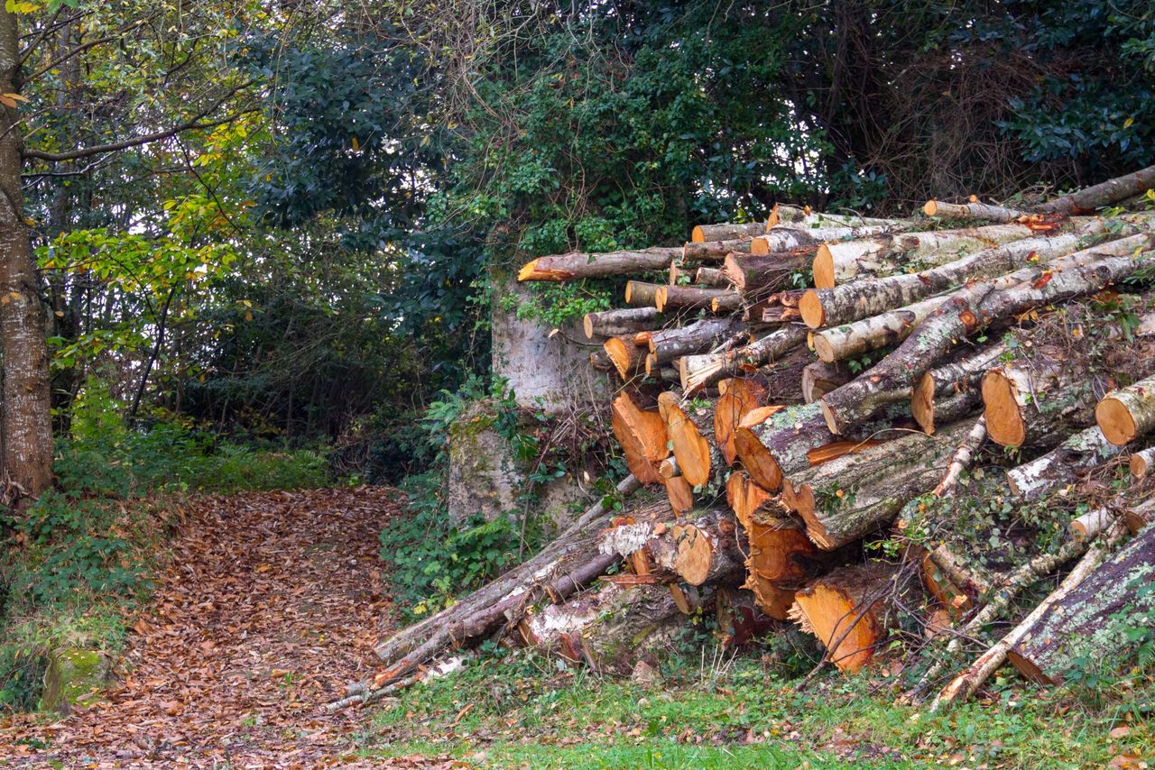 A pile of logs in a green forest