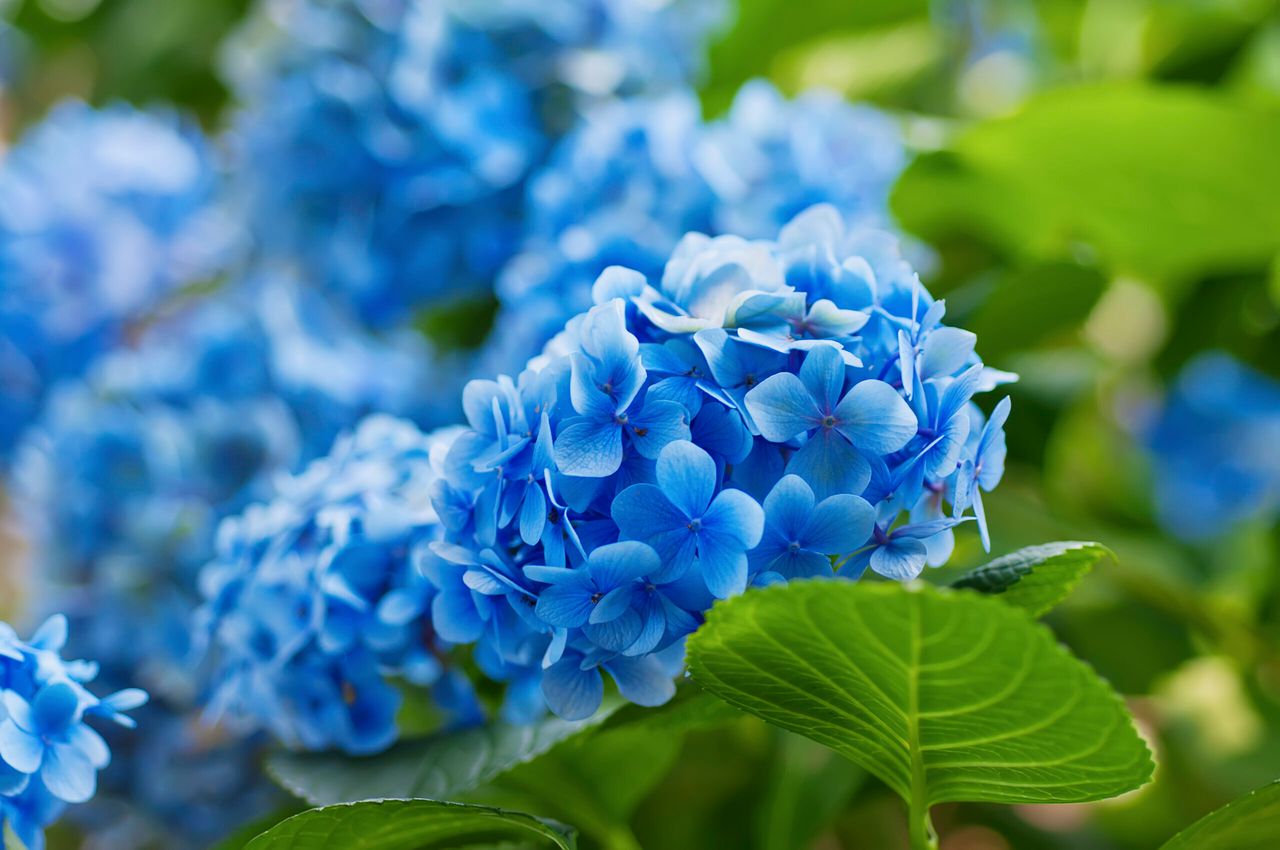 Many blue hydrangea flowers growing in the garden, floral background