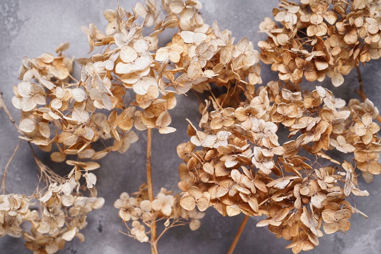 Hydrangea, hortesia dried flowers on a gray background, top view. Closeup.
