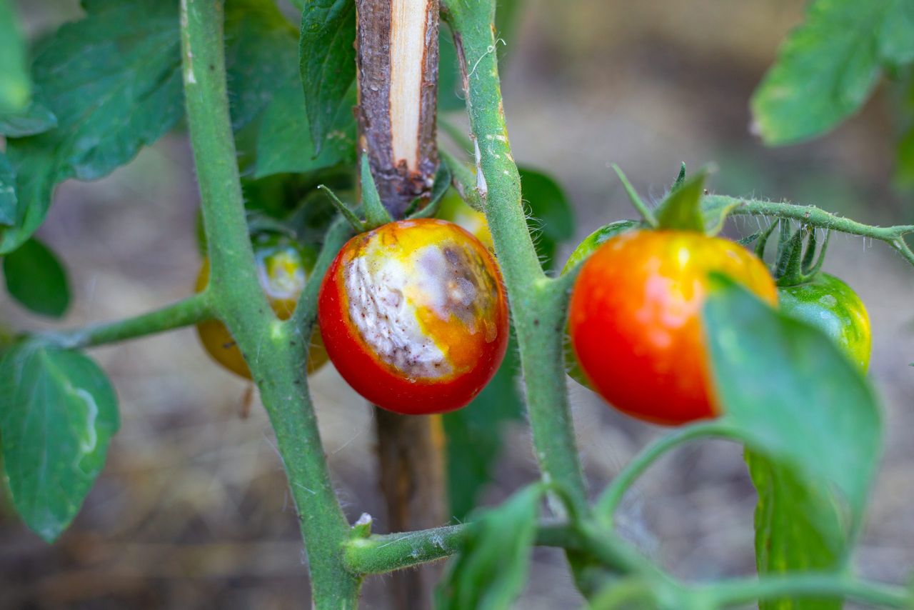 pomidory odporne na zarazę, fot. freepik