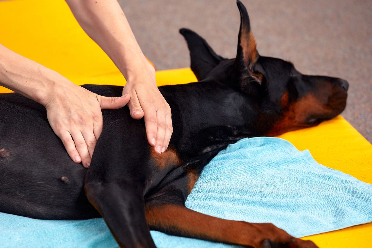 big dog lying on the floor and gets a massage on its thight.