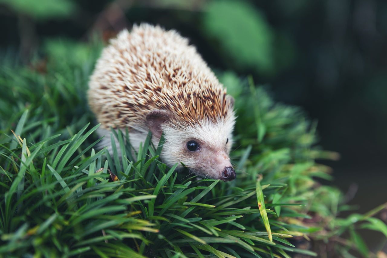 Hedgehog, (Scientific name: Erinaceus europaeus) European hedgehog in natural garden habitat with green grass.